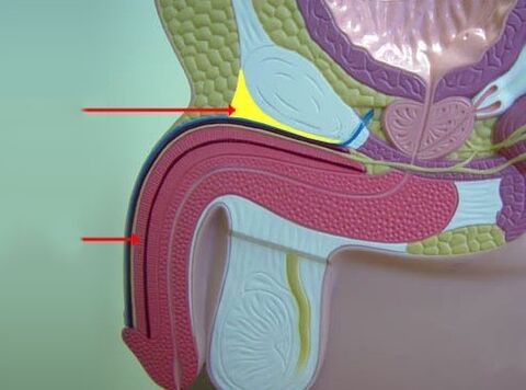 ligaments of the penis